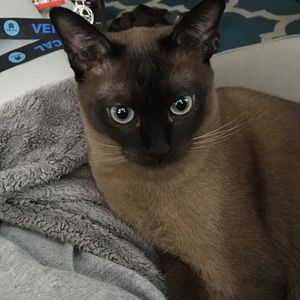 Meet your Posher, Mia